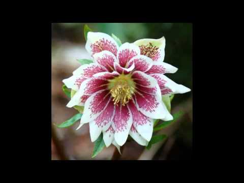 how to fertilize hellebores