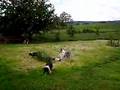 collie-rough-od-Moht