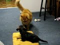 Tiger Attacks!!
