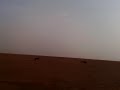Saluki chasing Gazelle ياهو و خزة وصيد الغزال
