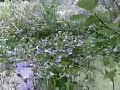 Bella i Oset, �rebro video 1