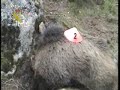 OPERACIÓN BAMBI, GOLPE CONTRA LA CAZA FURTIVA OPERACIÓN BAMBI, GOLPE CONTRA LA CAZA FURTIVA
