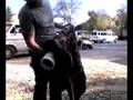 videos de Trevecca Cannon 2