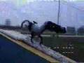 dave doing a backflip