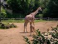 Giraffen im Duisburger Zoo Giraffen im Duisburger Zoo