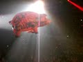 roger-waters-pink-floyd-sheep-live-in-manchester.html