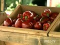 This is a video made by the local PBS station North Carolina Now. It showcases Ricky Fulk farming using Plasticulture Farming.