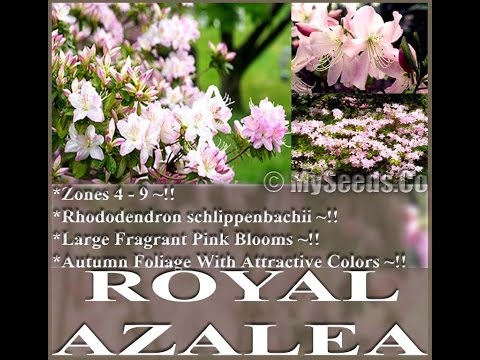 how to grow azalea seeds