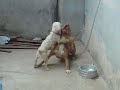 Pit Bull vs Poodle, e  Pincher.
