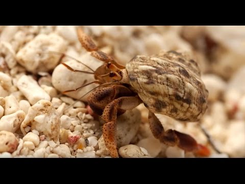 5 Interesting Facts about Hermit Crabs - Told by Kids