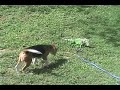 Beagle hunting iguana