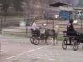 Mini Horse Event in Fresno