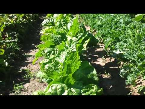 how to harvest swiss chard from your garden