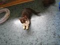 British Shorthair kittens love mums tail British Shorthair kittens love mums tail