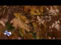 videos de SFASU Mast Arboretum Fall Foliage
