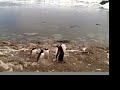Busy Penguins in Antarctica