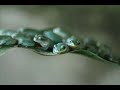 The Nature Hour: Show F