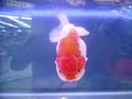 Ranchu metallic Cat B - 3rd Ranchu metallic Cat B - 3rd