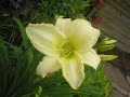 Summer Garden: Daylily, Heuchera, & Hosta