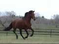 INDICO VII - standing at Celtic Cross Andalusians