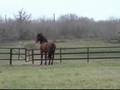 INDICO VII - standing at Celtic Cross Andalusians