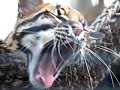 Ocelot - Endangered Species