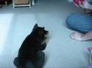 Kobe Playing Fetch