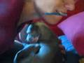 Italian Greyhound Tooth Brushing
