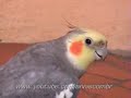 calopsita   bate o pé   cockatiel