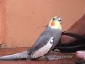 calopsita-bate-o-p-cockatiel-.html
