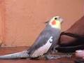 Calopsita - Bate o Pé - Cockatiel
