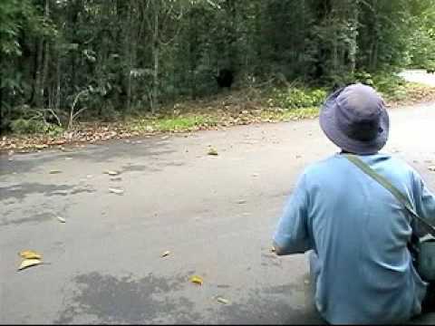 Cassowary Encounter