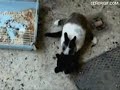 Подборка фэйлов кошек
