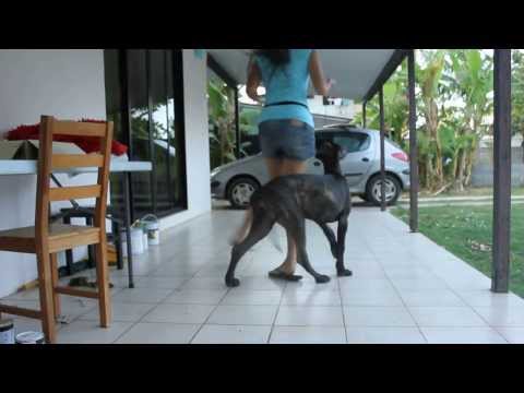 dogue allemand