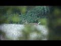 Velvet Footage in Maryland