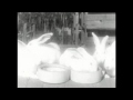 Bunnies Sing "Swing Low Sweet Chariot"