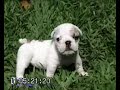 BULLDOG INGLES - CANIL AMSERAUQS