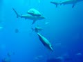 ATLANTIS HOTEL DUBAI AQUARIUM  THE WHALE SHARK
