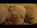 4 Day Old French Bulldog Puppies