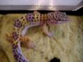 videos de geko's