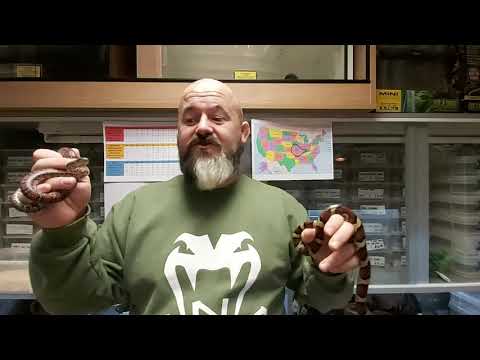 YouTube reptile video