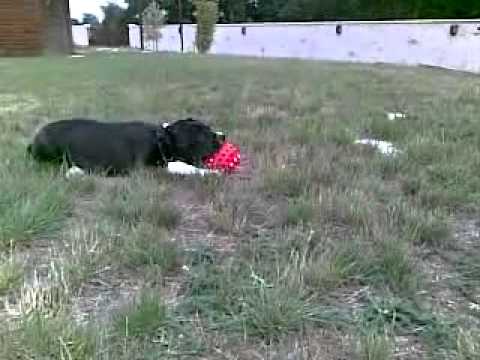 dogue allemand
