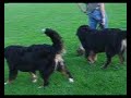 bernese mountain dog Barth and Eiko bernese mountain dog Barth and Eiko