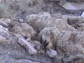 ALIEN CATTLE MUTILATIONS AT AREA 51 UFO SITE ALIEN CATTLE MUTILATIONS AT AREA 51 UFO SITE