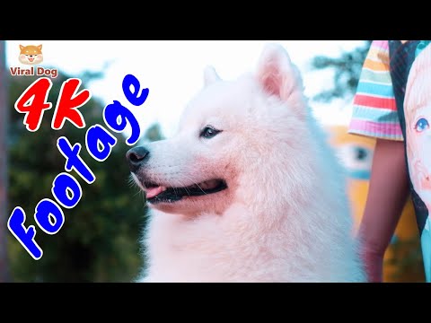 Những Cảnh Quay Đẹp Chất Lượng 4K Viral Dog Tập 11