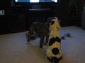 puppy playfight american bulldogs puppy playfight american bulldogs