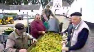Vendanges 2007