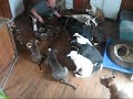 Pack Feeding