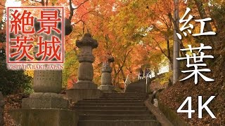 【絶景茨城】紅葉［4K］｜VISIT IBARAKI, JAPAN