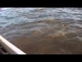 Pesca deportiva de dorados